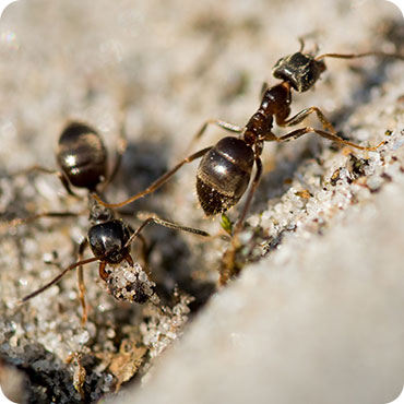 commercial pest control Melbourne