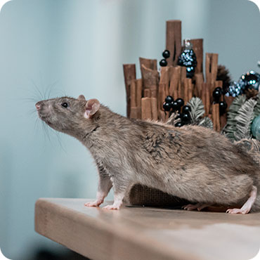 commercial pest control Melbourne