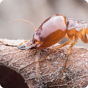 commercial pest control Melbourne