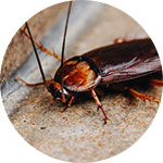 pest control south easy melbourne