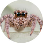 pest control south easy melbourne