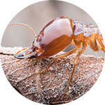 pest control south easy melbourne