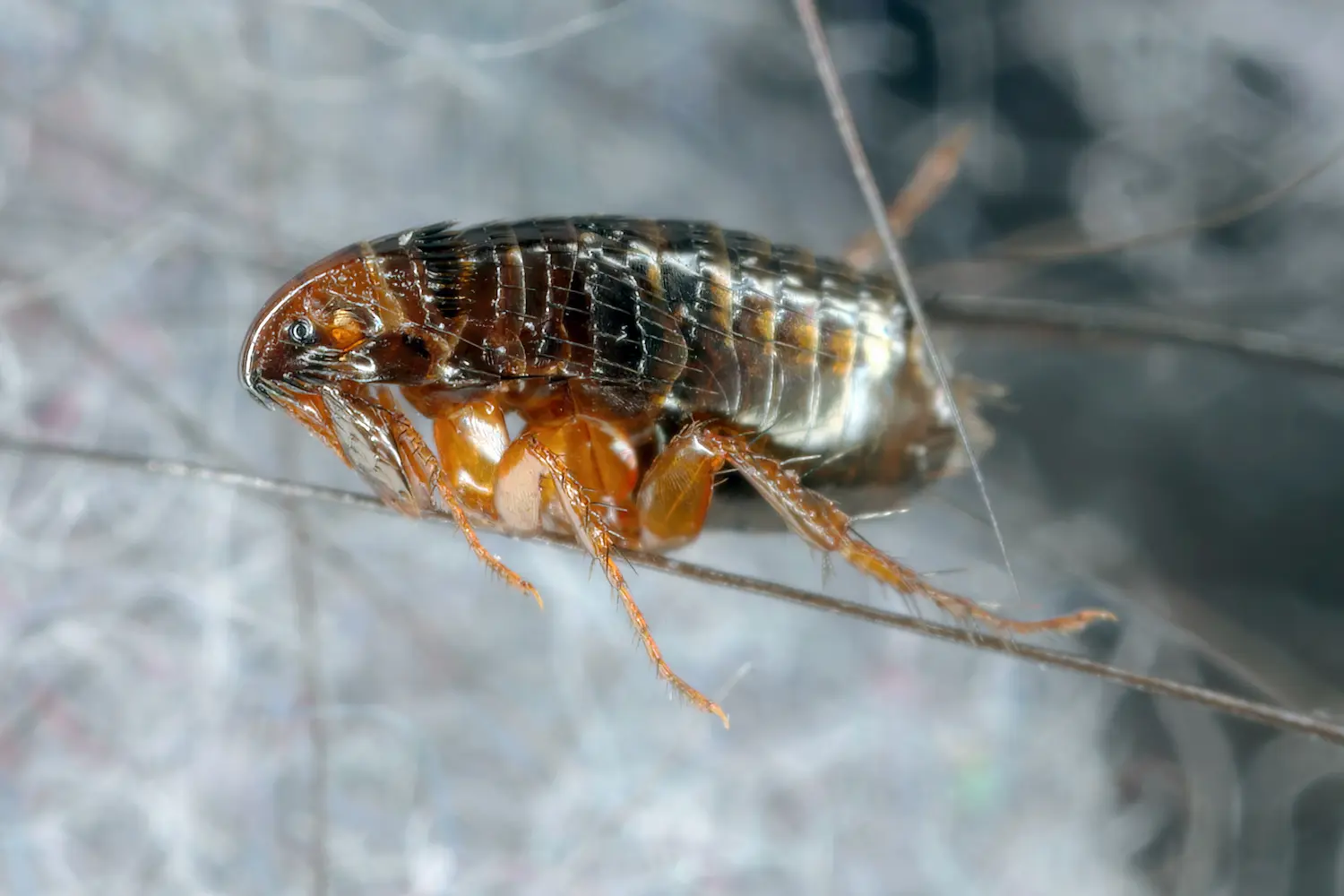 Flea Control